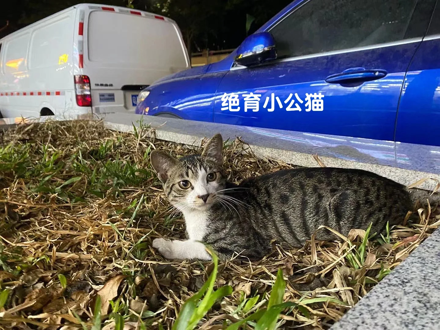 救助小猫铃声下载-(免费手机铃声下载mp3)
