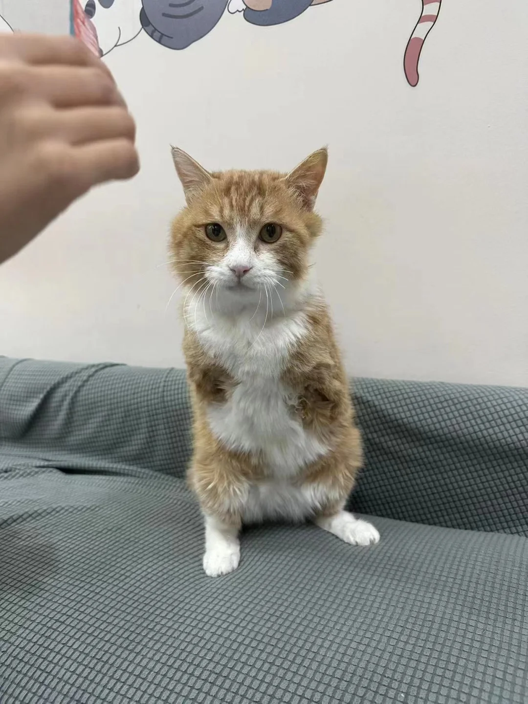 救助小猫铃声下载-(免费手机铃声下载mp3)